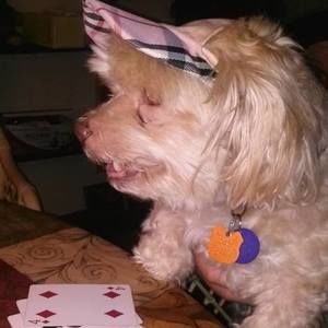 Meet your Posher, Bobbi